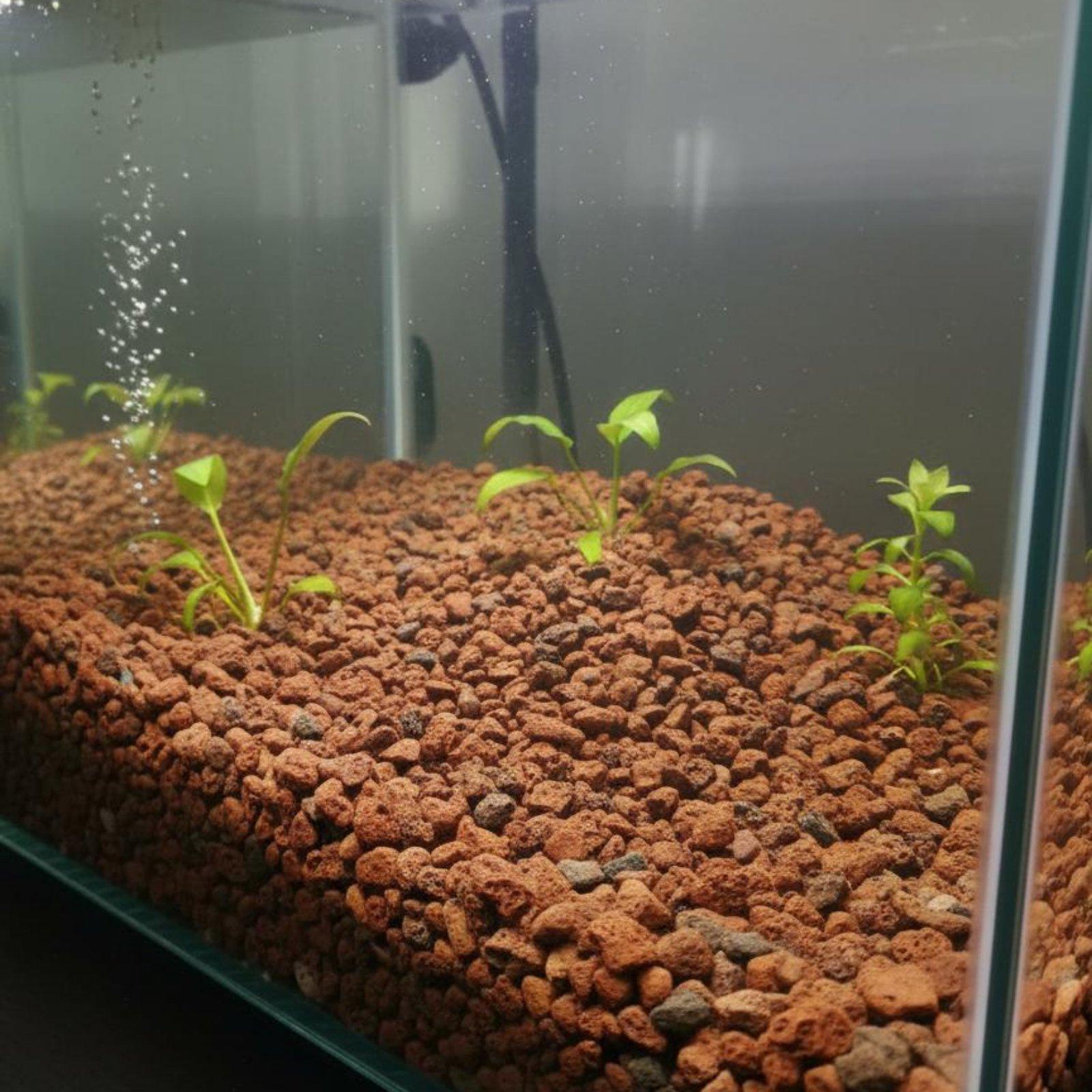 Aquarium-Lavastein-Dekoration  – Planted Aquarium With Rocks Bewertung und Preis