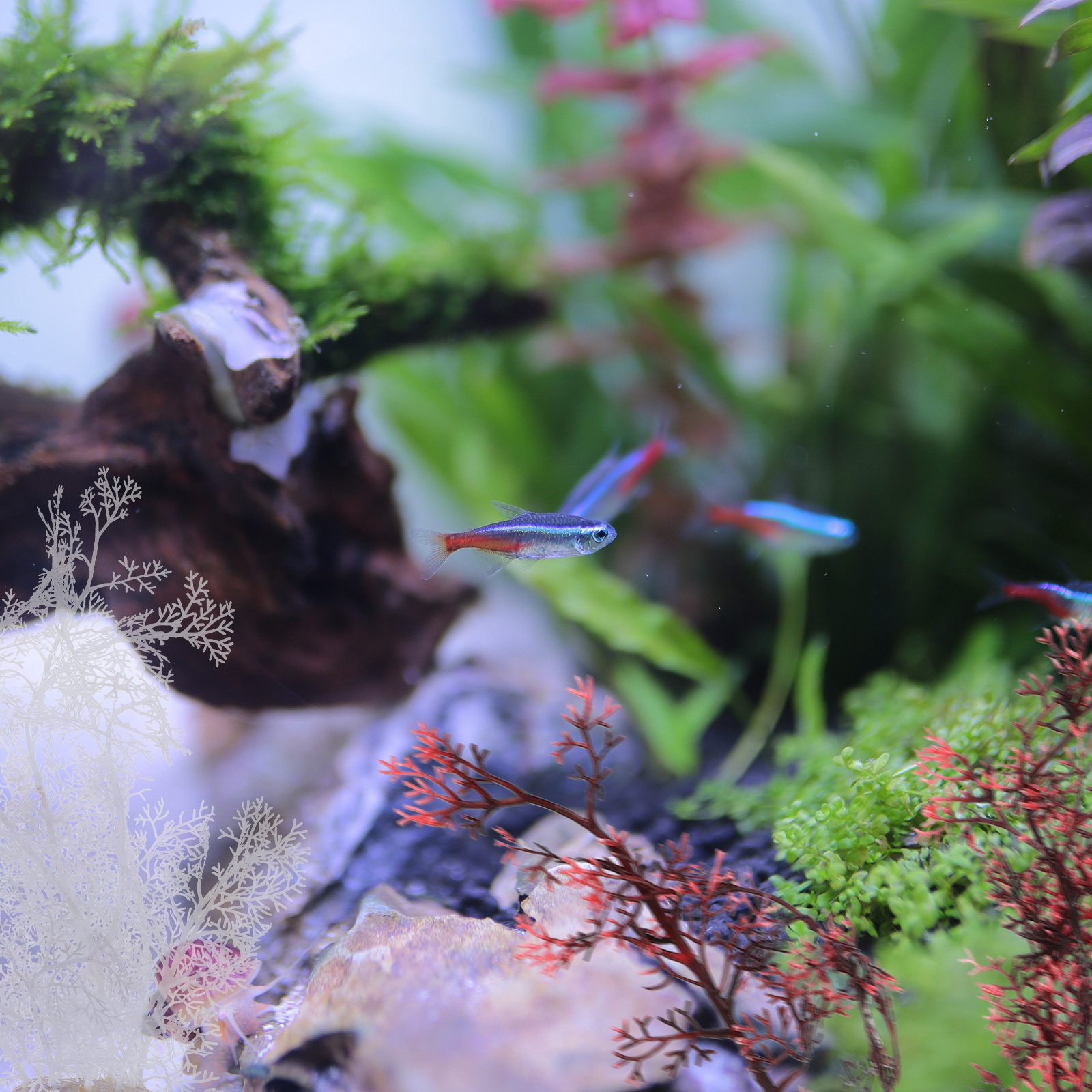 2 Stück Simulationspflanzen, d – Planted Aquarium Models Bewertung und Preis