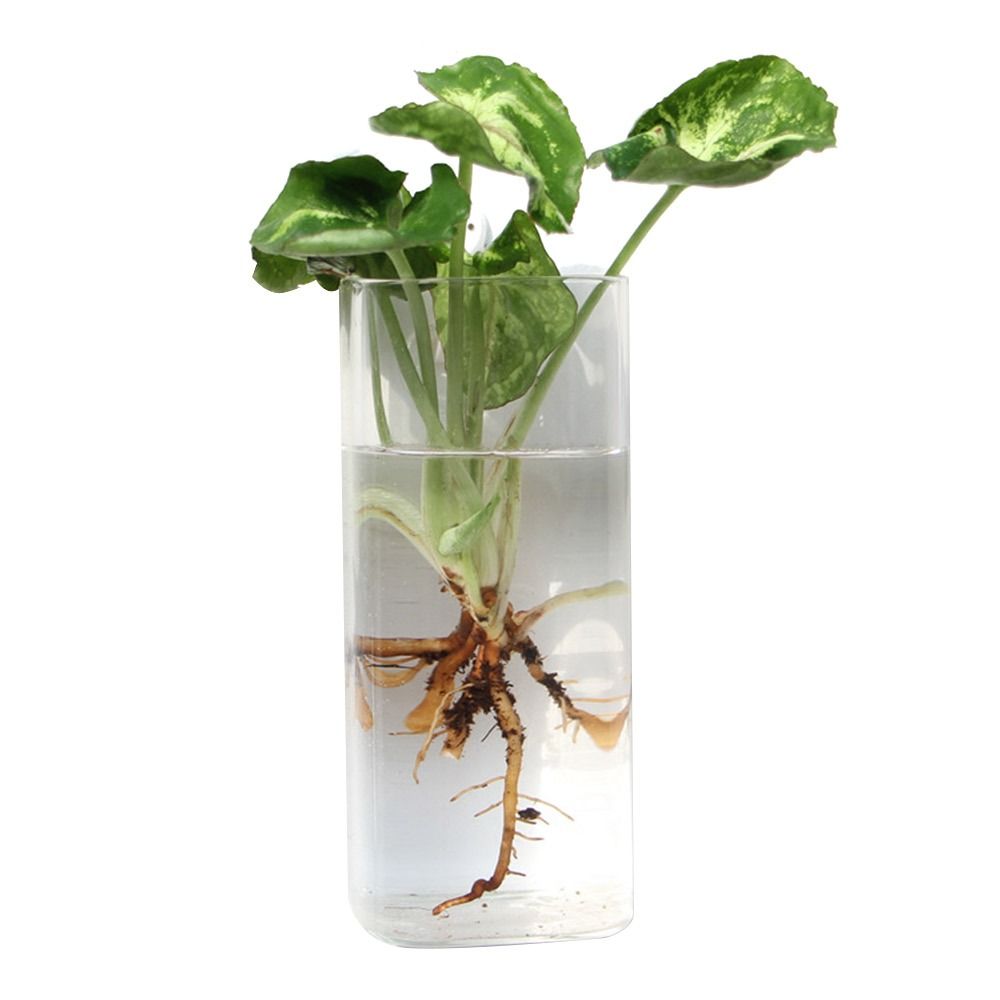 Kegel Form Wand Hängen Vase Tr – Aquarium Planted Wall Bewertung und Preis