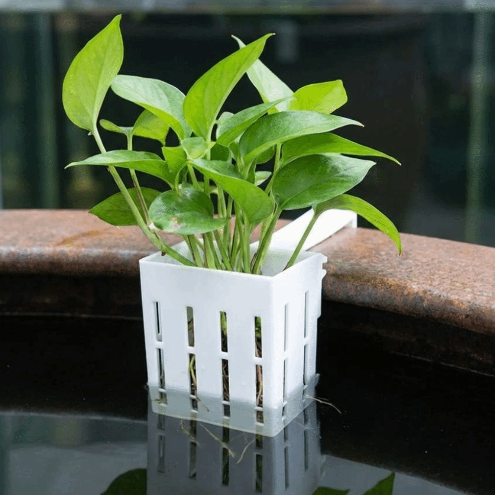 Wandmontierter Aquarium-Pflanz – Aquarium Planted Wall Bewertung und Preis