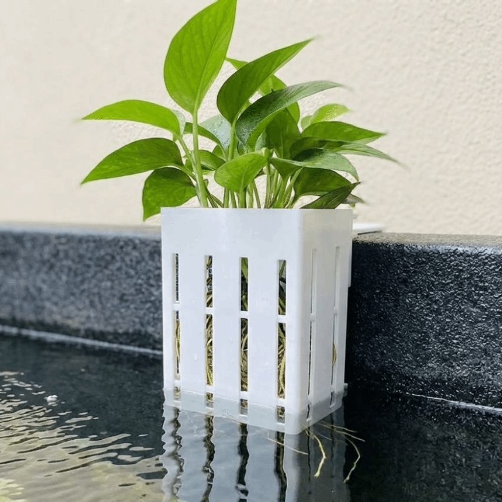 Wandmontierter Aquarium-Pflanz – Aquarium Planted Wall Bewertung und Preis