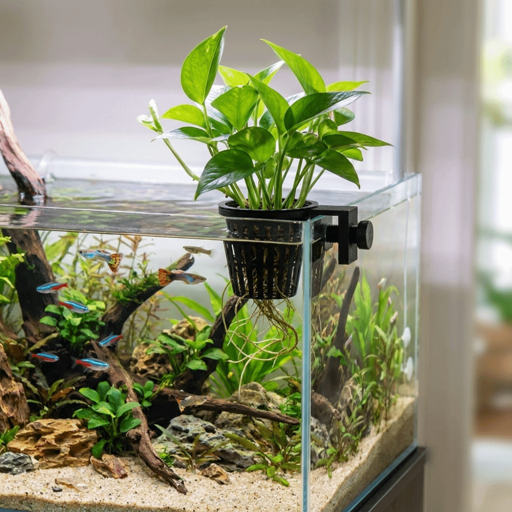 Hochwertiger Hängender Aquariu – Aquarium Planted Wall Bewertung und Preis