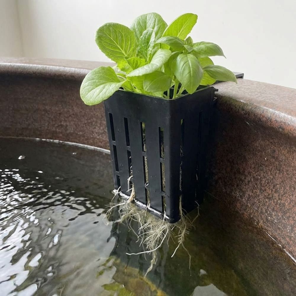 Wandmontierter Aquarium-Pflanz – Aquarium Planted Wall Bewertung und Preis
