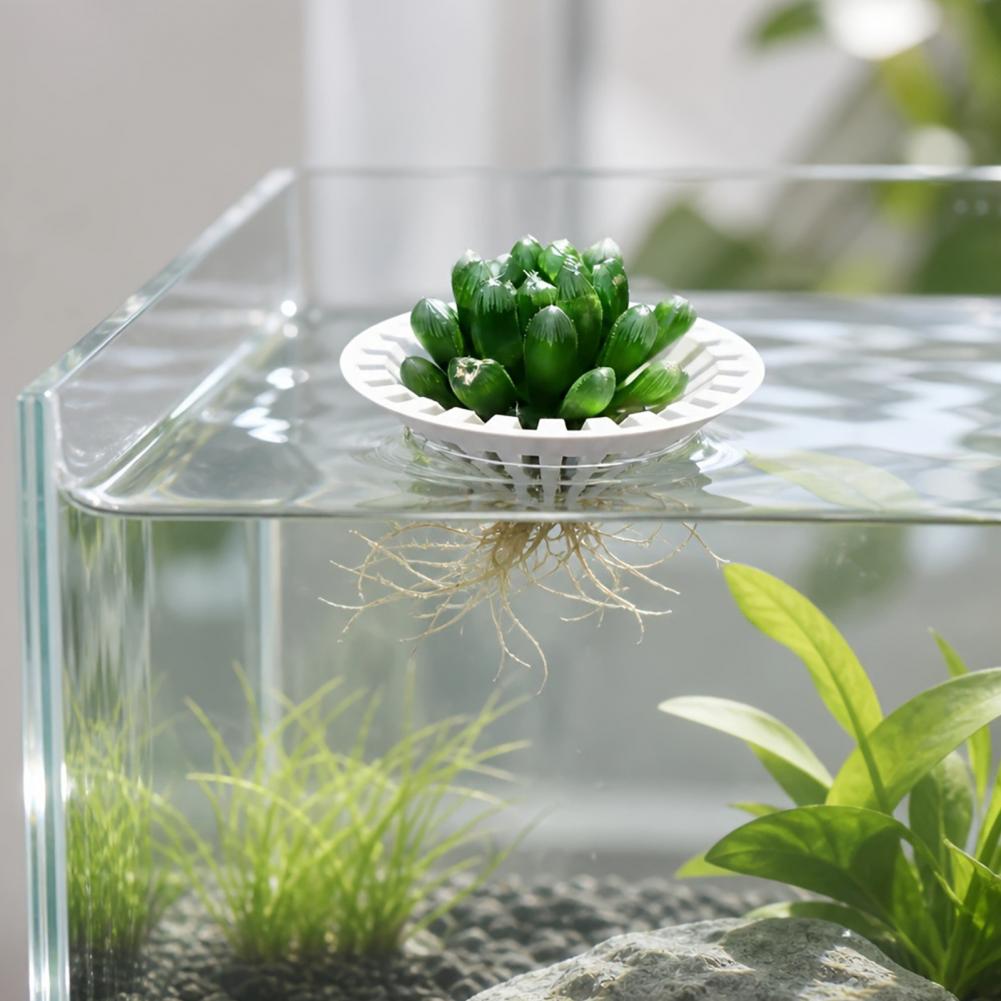 Aquarium Hydroponischer Pflanz – Aquarium Planted Fish Tank Bewertung und Preis