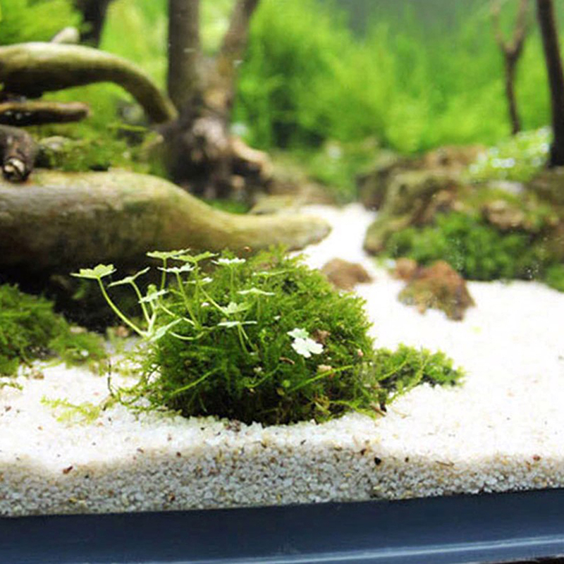1pc Aquatische Heimtierbedarf  – Planted Aquarium Models Bewertung und Preis