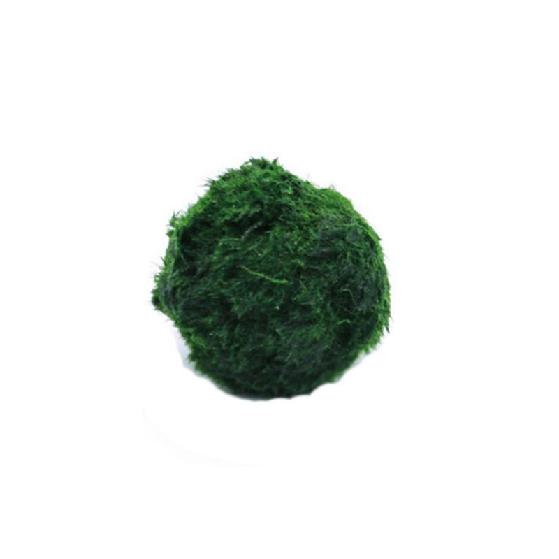Marimo Moos Kugeln Live Aquari – Planted Aquarium Maintenance Bewertung und Preis