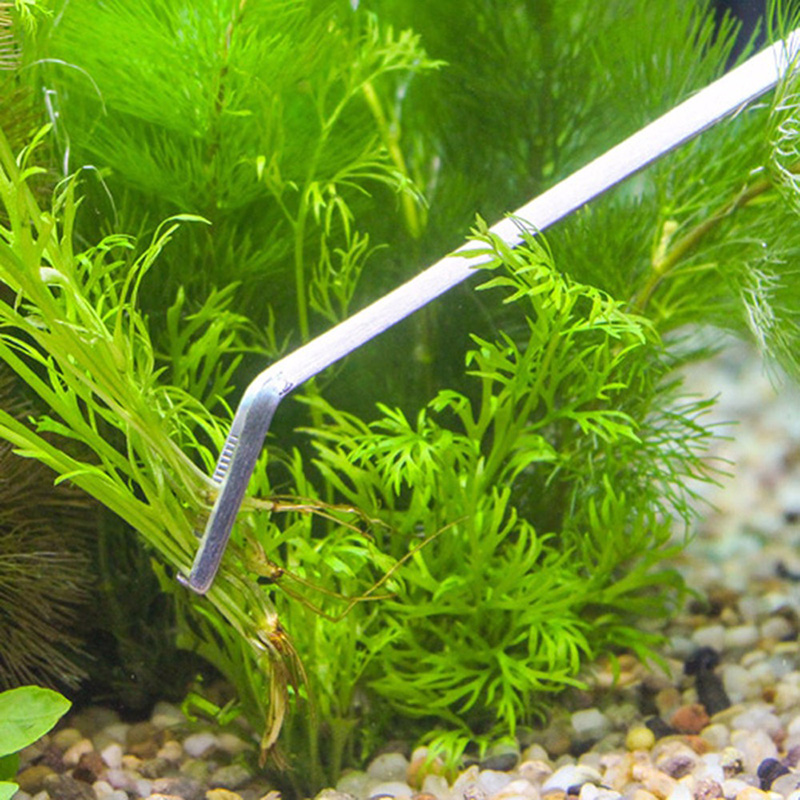 Professionelles Aquarium-Wartu – Planted Aquarium Models Bewertung und Preis
