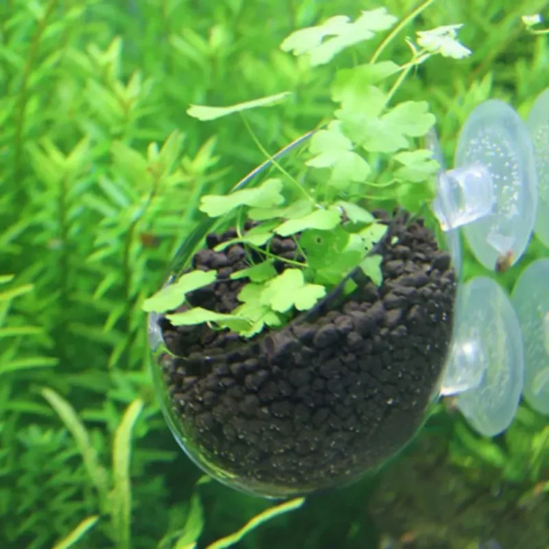 Transparenter Aquarien-Blument – Aquarium Plant Red Bewertung und Preis
