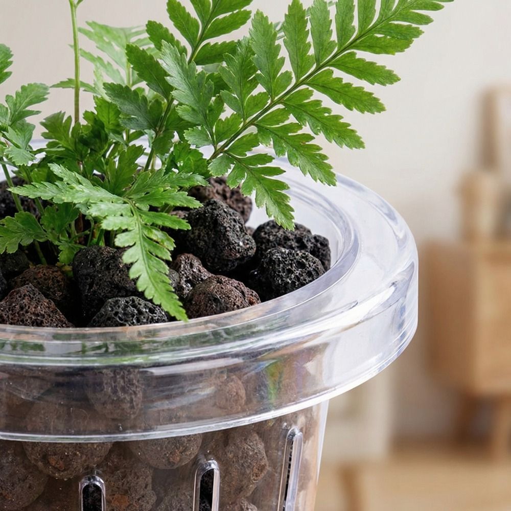 Transparenter Fischbecken-Pfla – Aquarium Planted Wall Bewertung und Preis